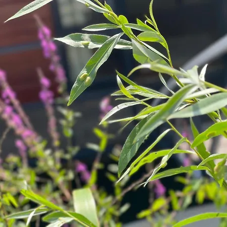 ヴィラ Chic On The Rhine *