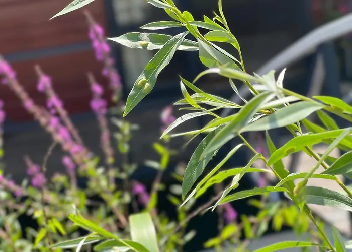 빌라 Chic On The Rhine *